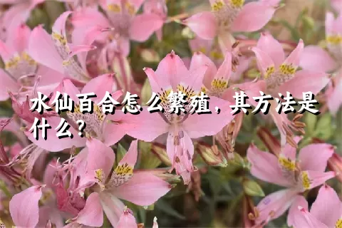 水仙百合怎么繁殖，其方法是什么？