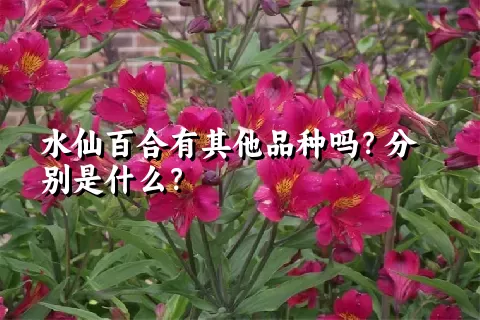 水仙百合有其他品种吗？分别是什么？