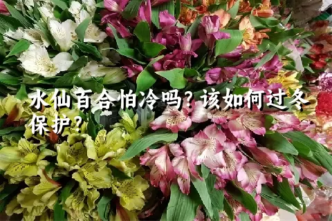 水仙百合怕冷吗？该如何过冬保护？