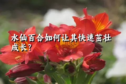 水仙百合如何让其快速茁壮成长？