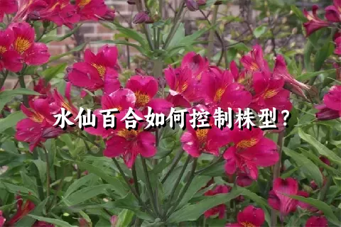 水仙百合如何控制株型？