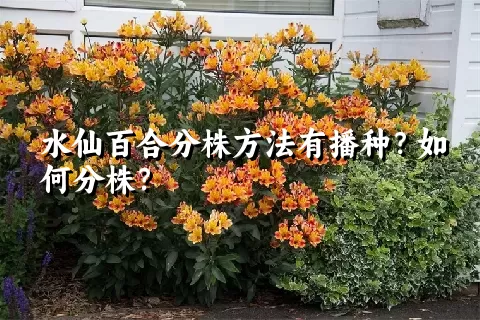 水仙百合分株方法有播种？如何分株？