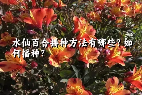 水仙百合播种方法有哪些？如何播种？