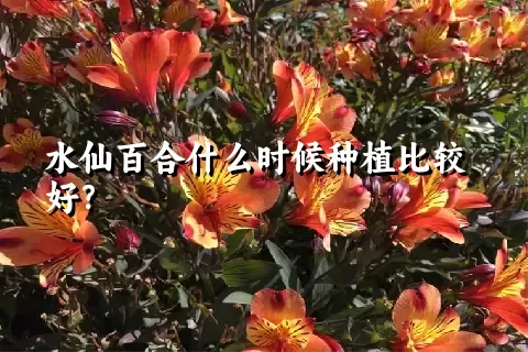 水仙百合什么时候种植比较好？