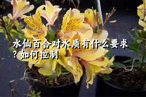 水仙百合对水质有什么要求？如何控制