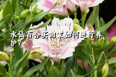 水仙百合买回家如何进行养护？