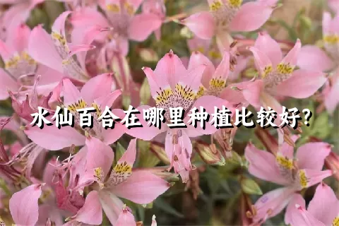 水仙百合在哪里种植比较好？