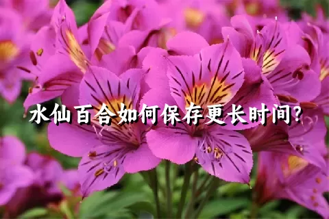 水仙百合如何保存更长时间？