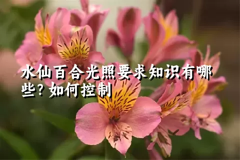 水仙百合光照要求知识有哪些？如何控制