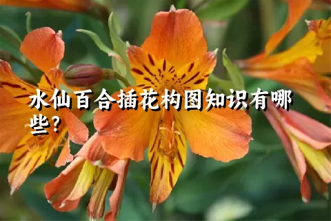 水仙百合插花构图知识有哪些？