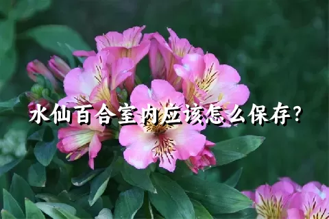 水仙百合室内应该怎么保存？