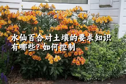 水仙百合对土壤的要求知识有哪些？如何控制