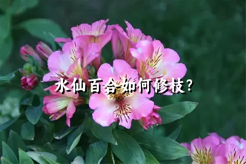 水仙百合如何修枝？