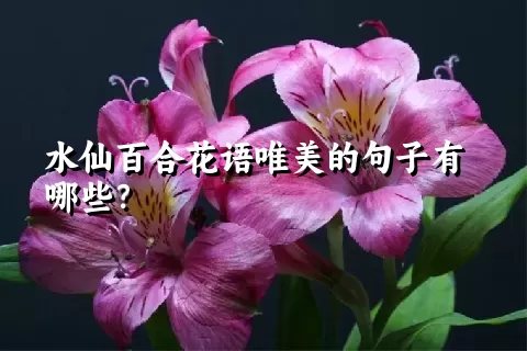 水仙百合花语唯美的句子有哪些？