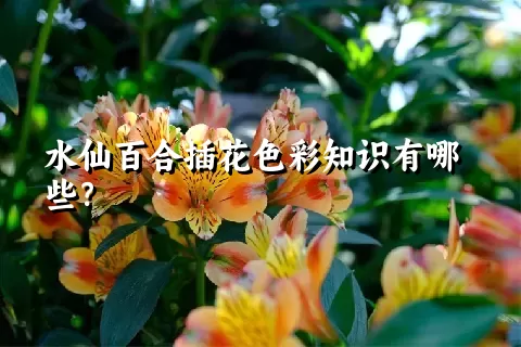 水仙百合插花色彩知识有哪些？