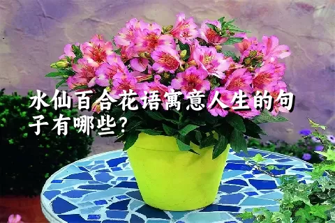 水仙百合花语寓意人生的句子有哪些？