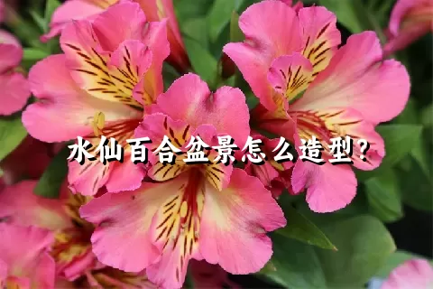 水仙百合盆景怎么造型？