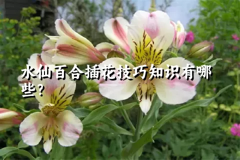 水仙百合插花技巧知识有哪些？