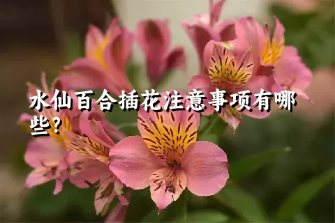 水仙百合插花注意事项有哪些？