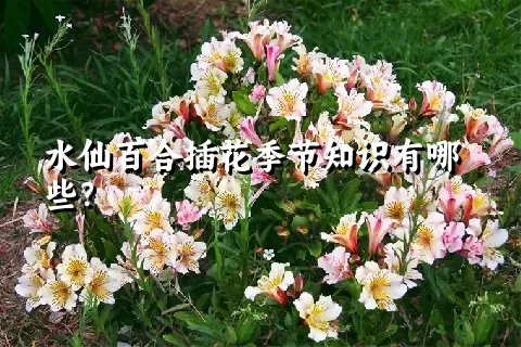 水仙百合插花季节知识有哪些？