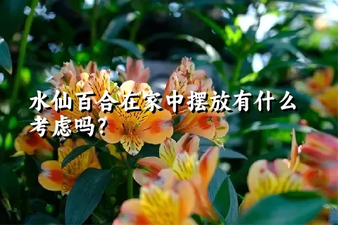 水仙百合在家中摆放有什么考虑吗？