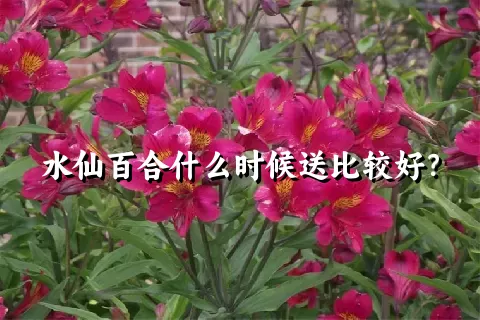 水仙百合什么时候送比较好？