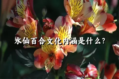 水仙百合文化内涵是什么？