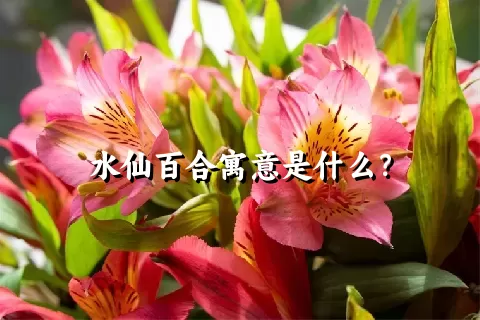 水仙百合寓意是什么？