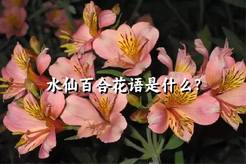 水仙百合花语是什么？