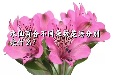 水仙百合不同朵数花语分别是什么？