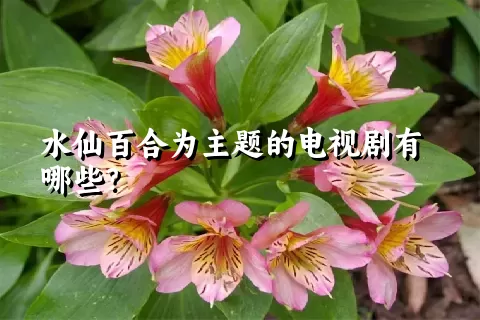 水仙百合为主题的电视剧有哪些？