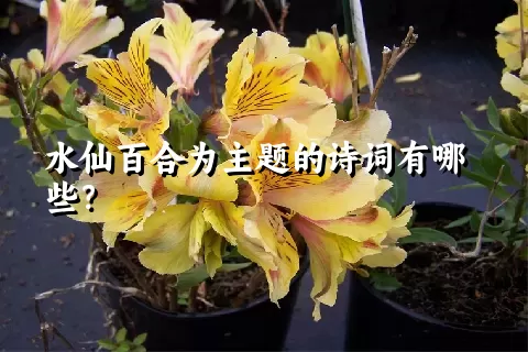 水仙百合为主题的诗词有哪些？