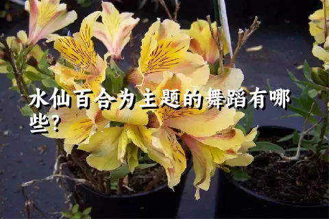 水仙百合为主题的舞蹈有哪些？