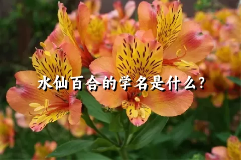 水仙百合的学名是什么？