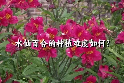 水仙百合的种植难度如何？