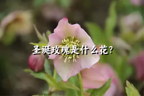 圣诞玫瑰是什么花？