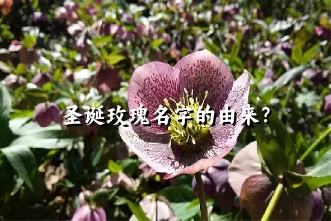 圣诞玫瑰名字的由来？