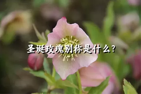 圣诞玫瑰别称是什么？