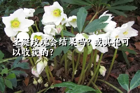 圣诞玫瑰会结果吗？或其他可以收获的？