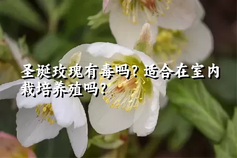 圣诞玫瑰有毒吗？适合在室内栽培养殖吗？