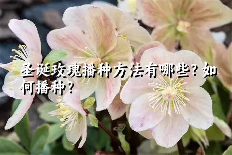 圣诞玫瑰播种方法有哪些？如何播种？