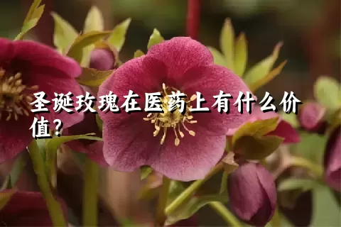 圣诞玫瑰在医药上有什么价值？