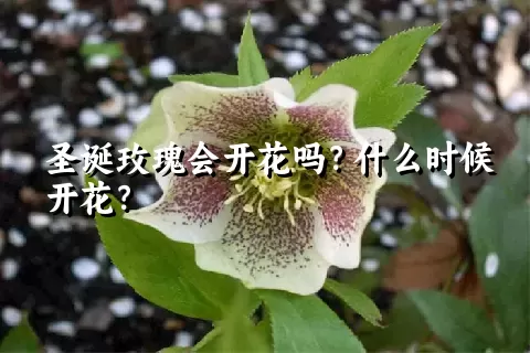 圣诞玫瑰会开花吗？什么时候开花？