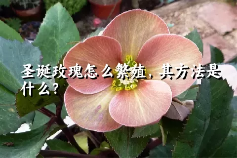 圣诞玫瑰怎么繁殖，其方法是什么？