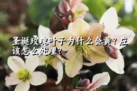 圣诞玫瑰叶子为什么会黄？应该怎么处理？