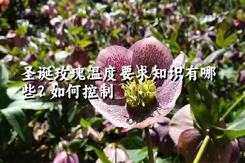 圣诞玫瑰温度要求知识有哪些？如何控制