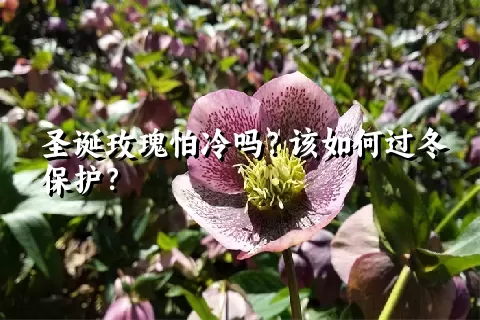 圣诞玫瑰怕冷吗？该如何过冬保护？