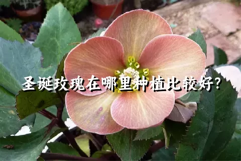 圣诞玫瑰在哪里种植比较好？