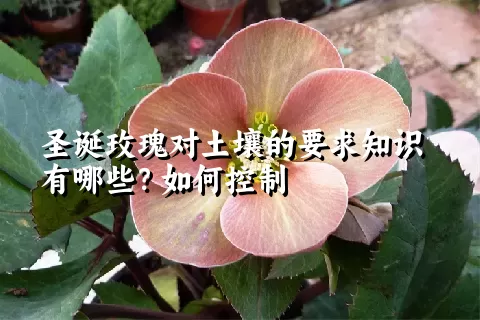 圣诞玫瑰对土壤的要求知识有哪些？如何控制