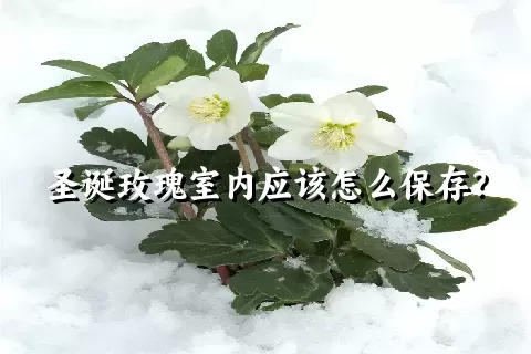 圣诞玫瑰室内应该怎么保存？